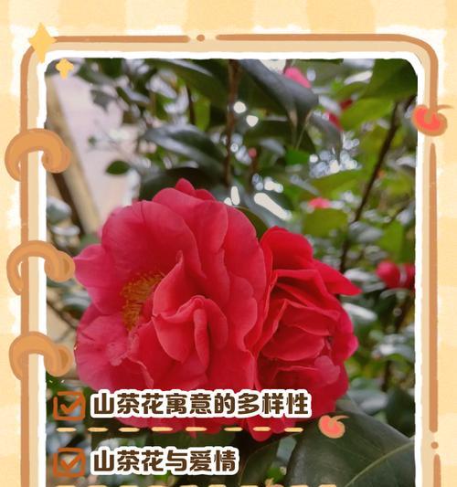 山茶花的花语和寓意是什么？