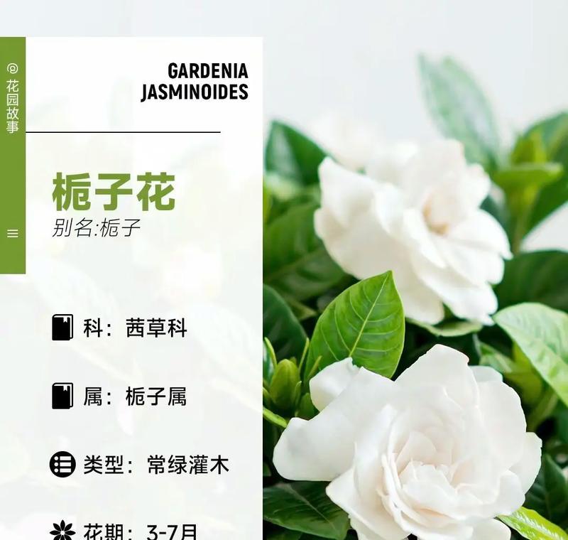 云之羽栀子花的花语有何特别之处？