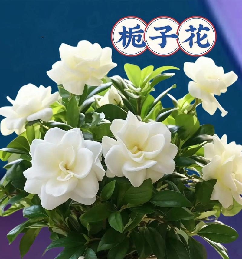 云之羽栀子花的花语有何特别之处？