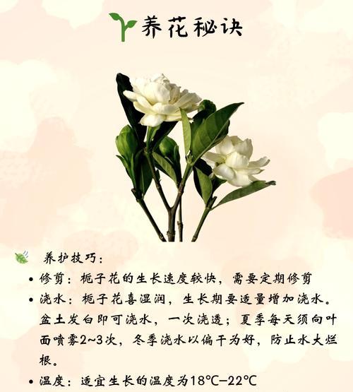 云之羽栀子花的花语有何特别之处？