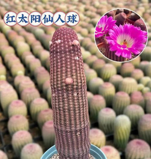大石头上养仙人球的养护方法是什么？