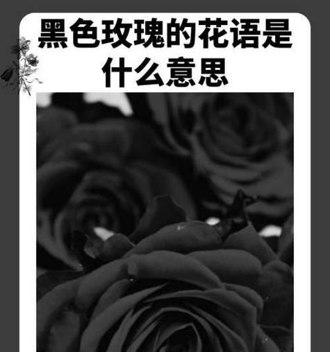 不要忘记的花语是什么花？这种花语有何意义？