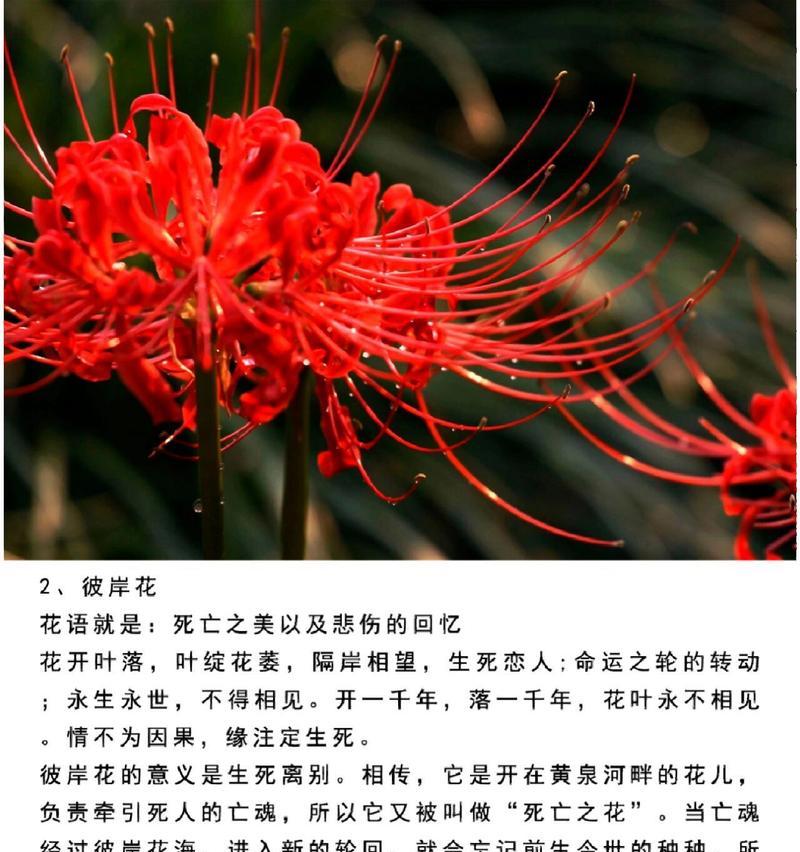 不要忘记的花语是什么花？这种花语有何意义？
