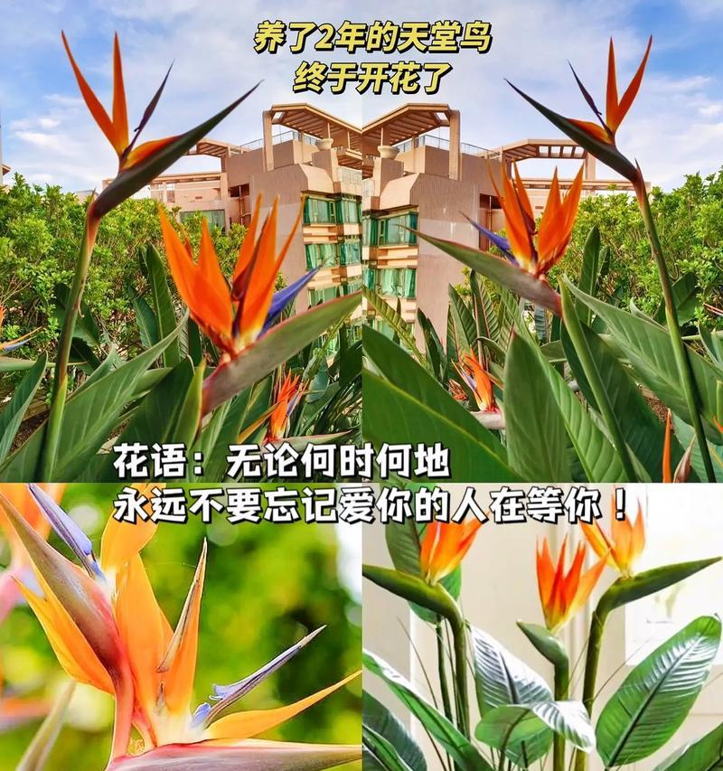 不要忘记的花语是什么花？这种花语有何意义？