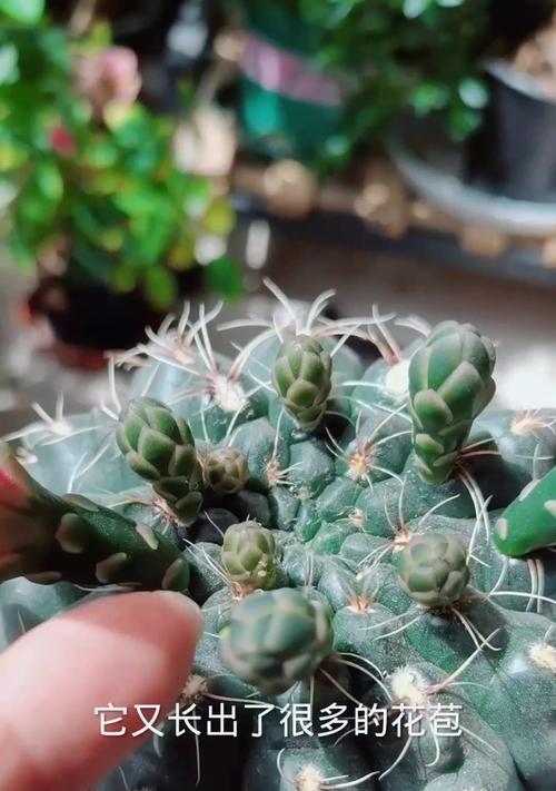 仙人球花好看吗？如何正确养护？
