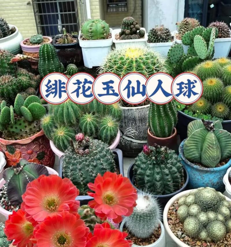 仙人球花好看吗？如何正确养护？