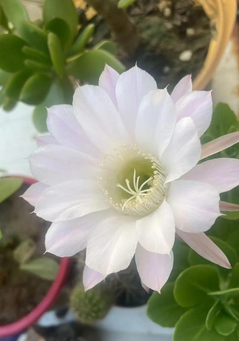 仙人球花好看吗？如何正确养护？