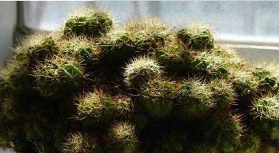 细的仙人掌盆栽好养吗？盆栽养护需要注意什么？