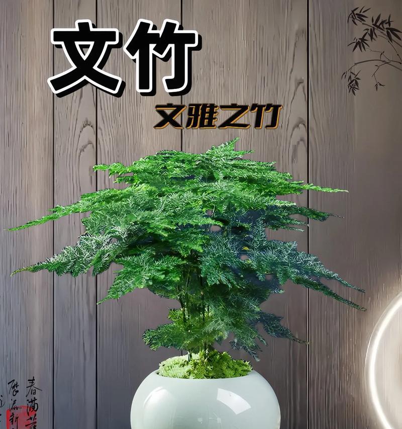 文竹花语的深层含义是什么？