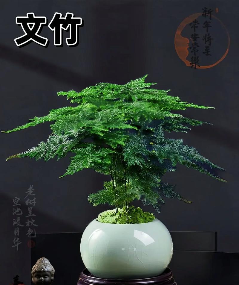 文竹花语的深层含义是什么？