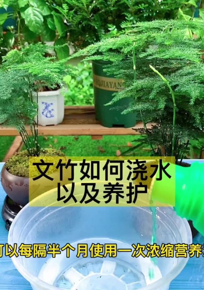 文竹花语的深层含义是什么？