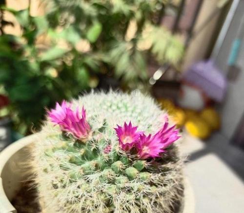 剑芒丸仙人球不开花的原因是什么？如何促进其开花？