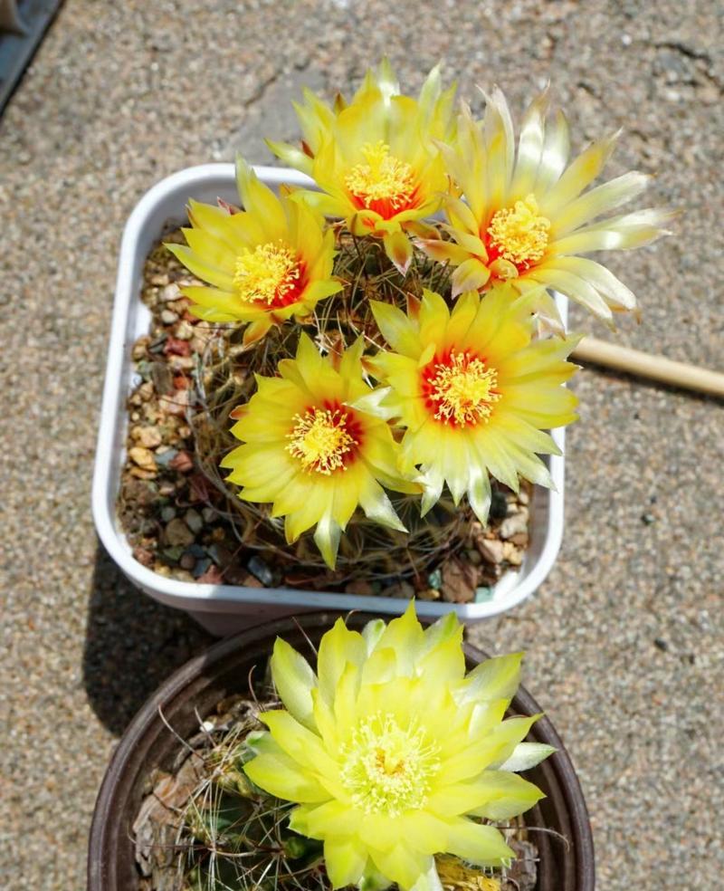 剑芒丸仙人球不开花的原因是什么？如何促进其开花？