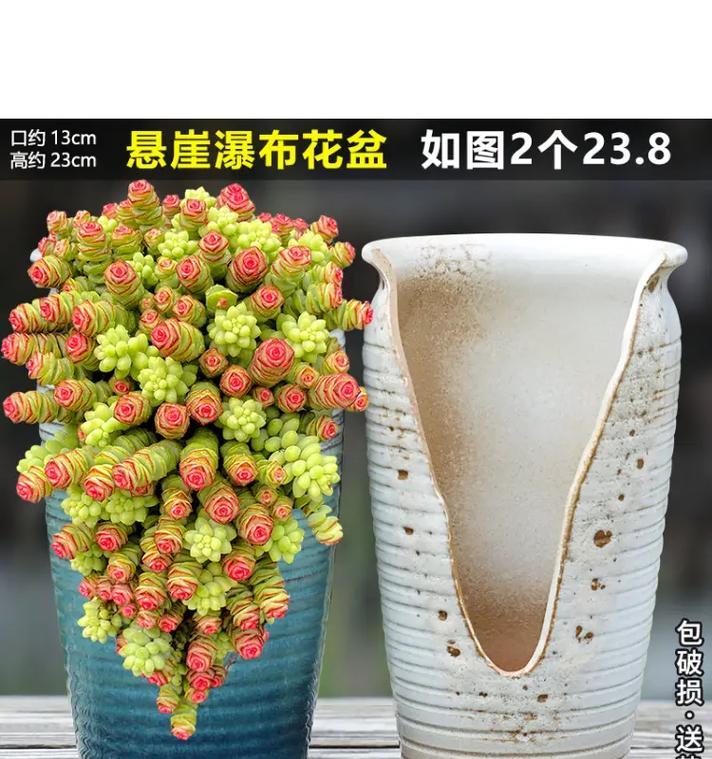 雎鸠玉仙人球适合哪种花盆种植？选择花盆的要点是什么？