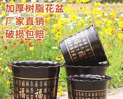 雎鸠玉仙人球适合哪种花盆种植？选择花盆的要点是什么？