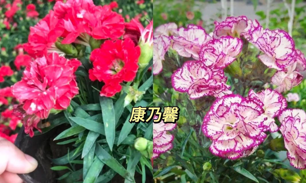 粉色康乃馨花语是什么？粉色康乃馨代表什么情感？
