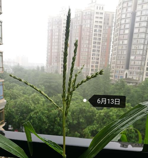 雎鸠玉仙人球适合哪种花盆种植？选择花盆的要点是什么？