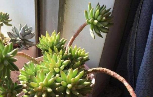 苞米君子兰苗的正确养护方法是什么？