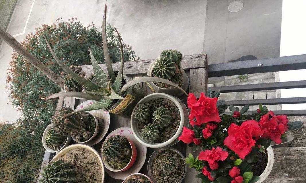 仙人球长果子不开花的原因是什么？如何解决这个问题？