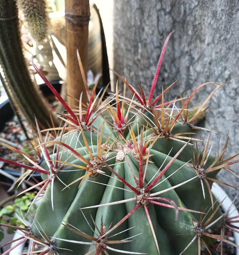 仙人球长果子不开花的原因是什么？如何解决这个问题？
