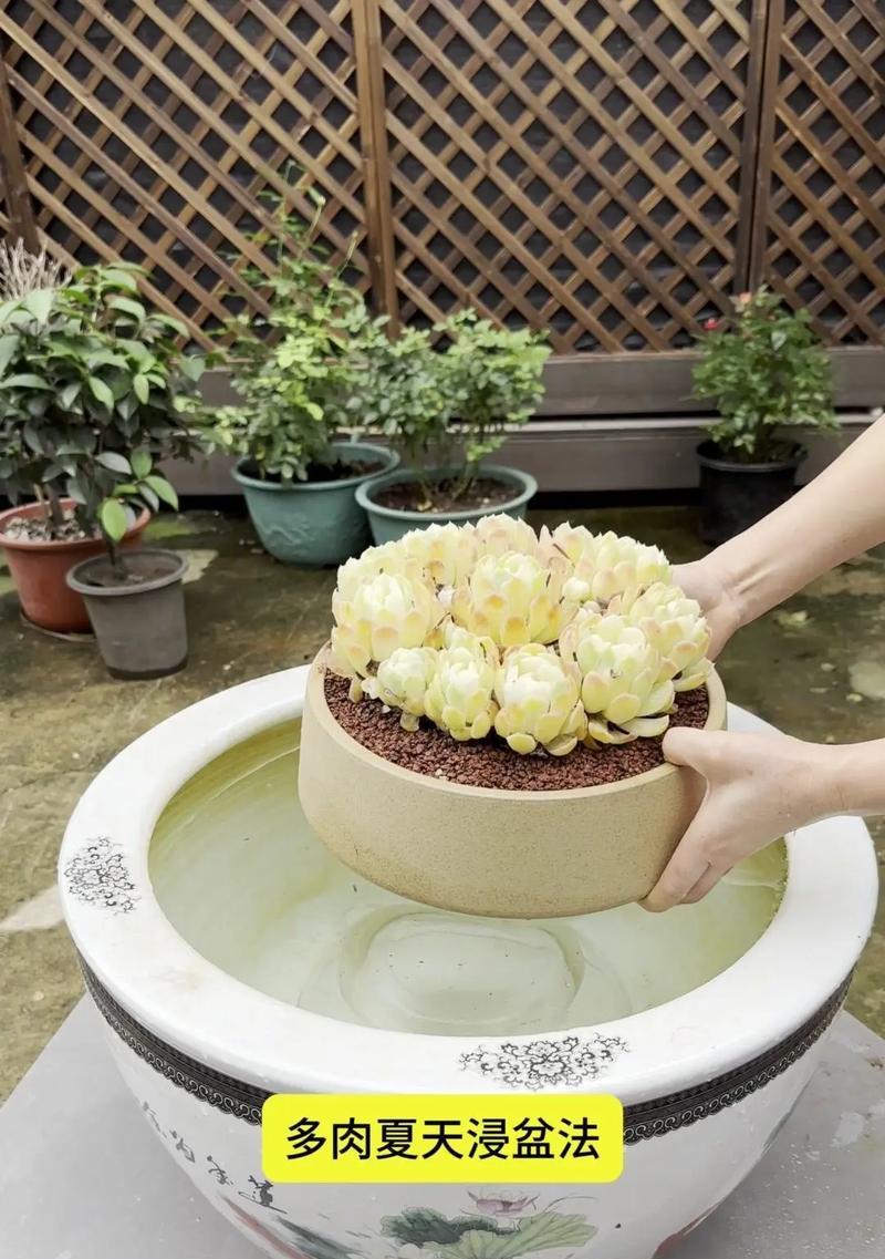 仙人球浇水过多怎么办？有哪些小妙招可以解决？