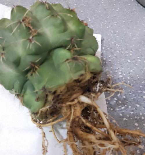 仙人球浇水过多怎么办？有哪些小妙招可以解决？