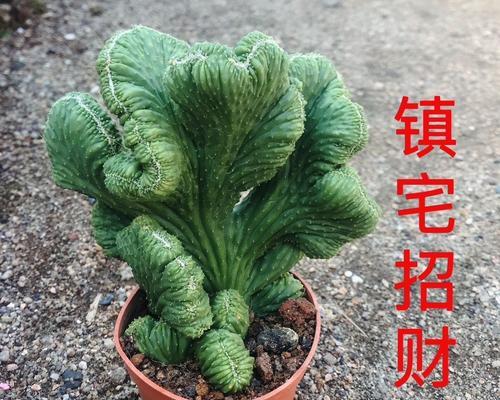 盆景仙人掌如何打造美观？有哪些技巧？