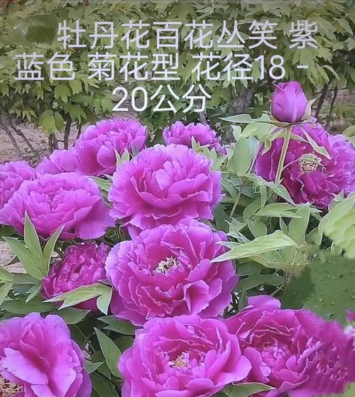 广东牡丹花种植推荐？哪些品种最适合？