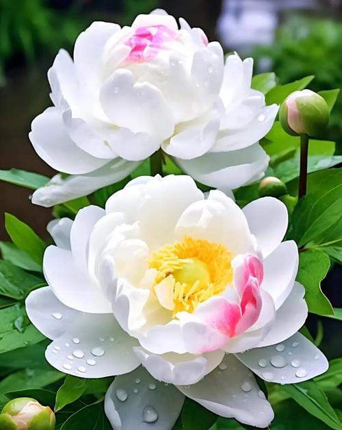 广东牡丹花种植推荐？哪些品种最适合？