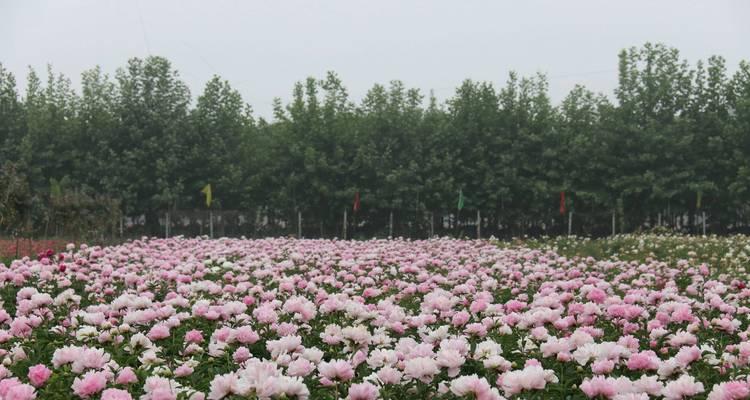 广东牡丹花种植推荐？哪些品种最适合？