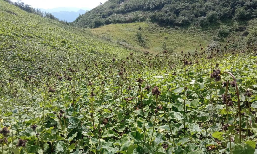 玫瑰花与木香有什么区别？各自的特性是什么？