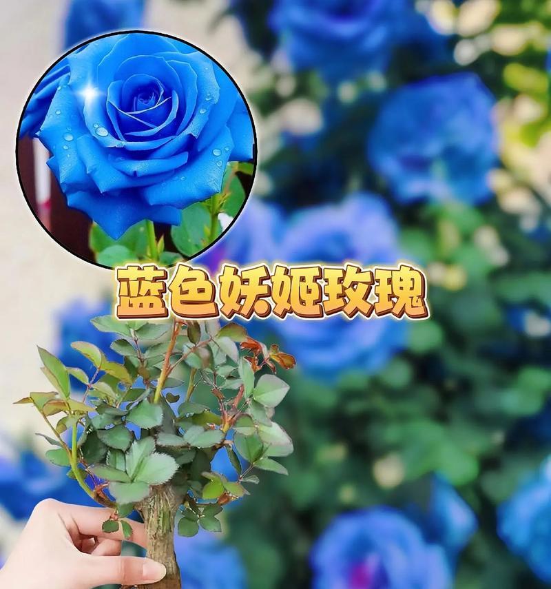 马其他蓝玫瑰的花语是什么？蓝玫瑰在不同场合的寓意是什么？