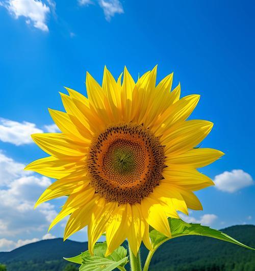 太阳花造型的花语含义是什么？它象征着什么？