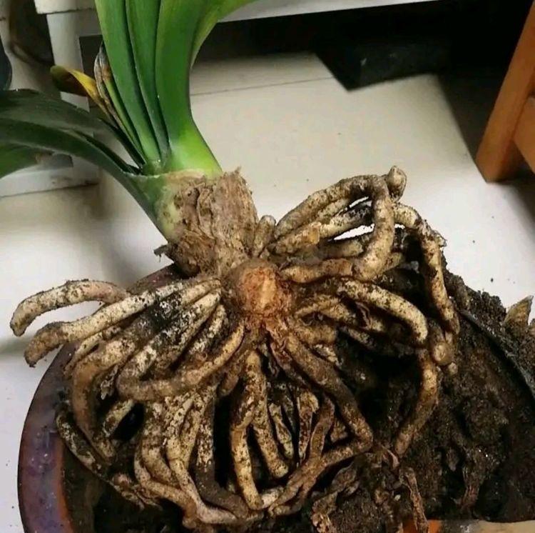 白开水浇君子兰会有什么影响？