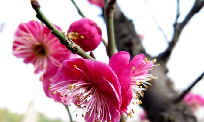 腊梅花红色的花语是什么？腊梅花红色寓意着什么？