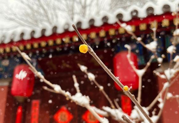 腊梅花红色的花语是什么？腊梅花红色寓意着什么？