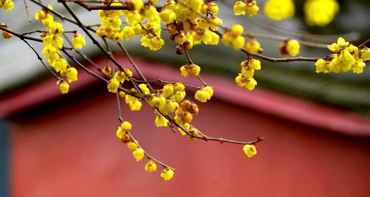 腊梅花红色的花语是什么？腊梅花红色寓意着什么？