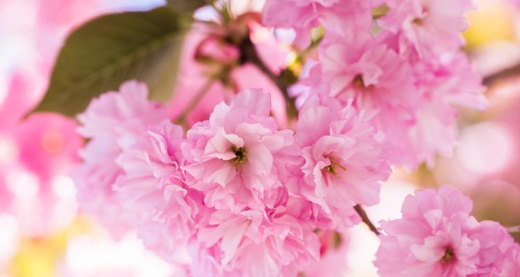 送室友的花花语是什么？选择合适的花卉传递友情？