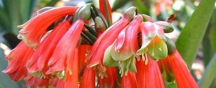 花石榴中哪种君子兰品种更优秀？