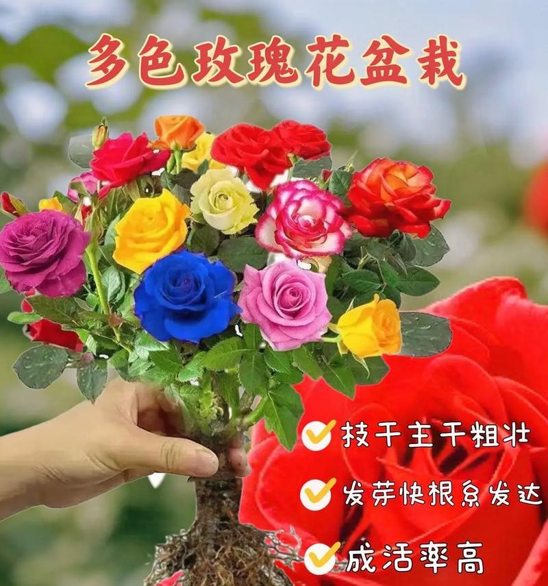 玫瑰花最美花语代表什么？