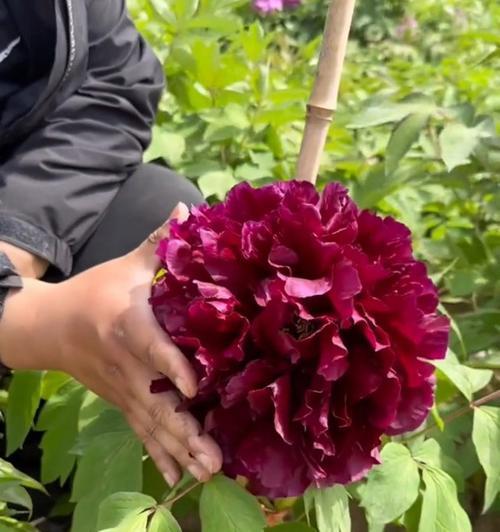牡丹花不开花的原因是什么？如何促进开花？