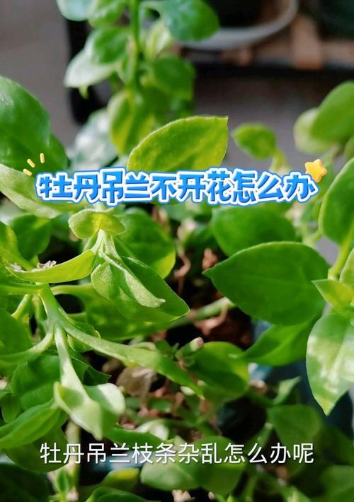 牡丹花不开花的原因是什么？如何促进开花？