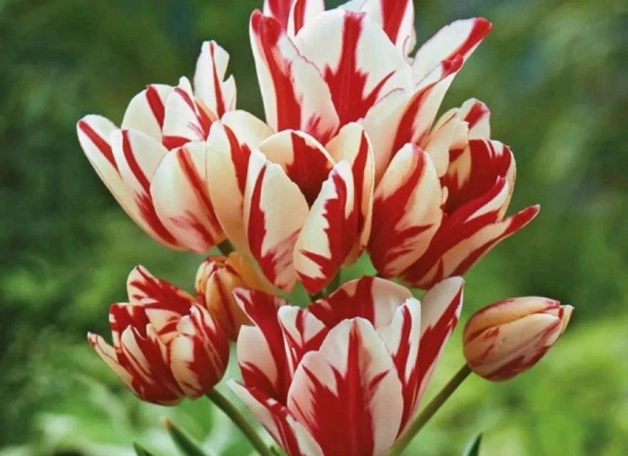 七束郁金香的花语有何特别之处？