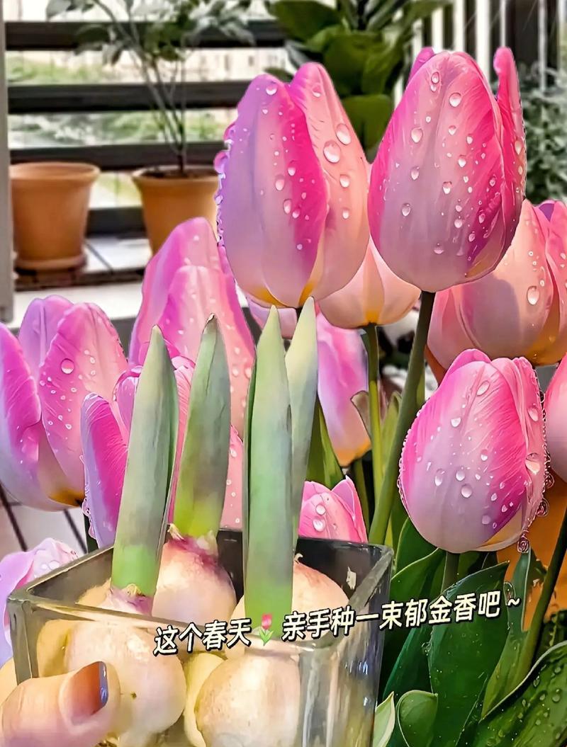 七束郁金香的花语有何特别之处？