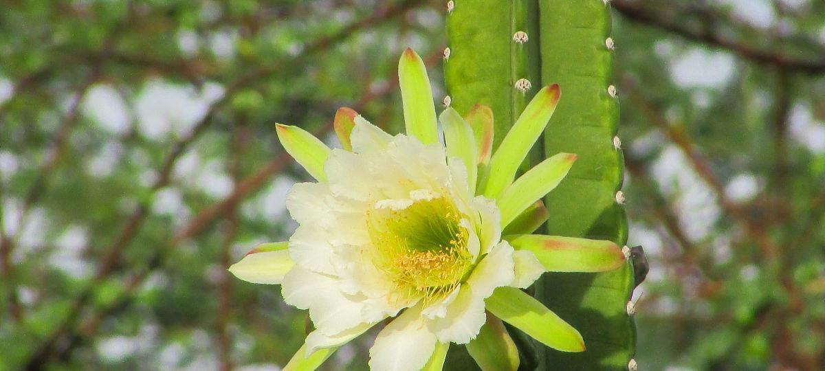 巴西菜仙人掌的种植步骤是什么？