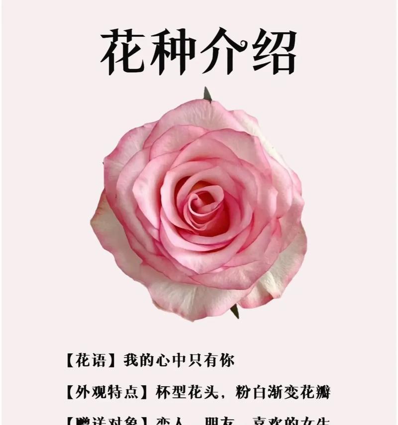 道具花语如何表达爱意？示爱的花语有哪些？