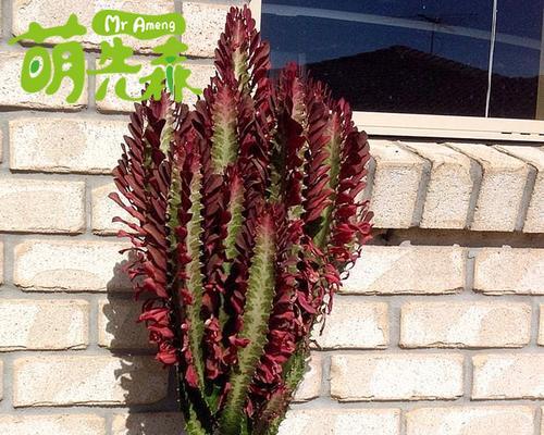 巴西菜仙人掌的种植步骤是什么？