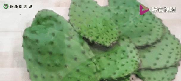 巴西菜仙人掌的种植步骤是什么？