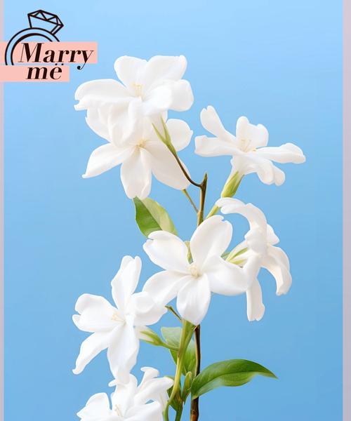独自离开的花语是哪种花？哪种花象征着独自离开？
