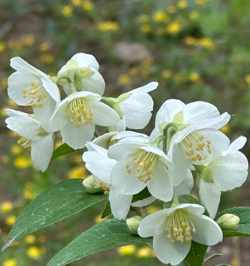 独自离开的花语是哪种花？哪种花象征着独自离开？